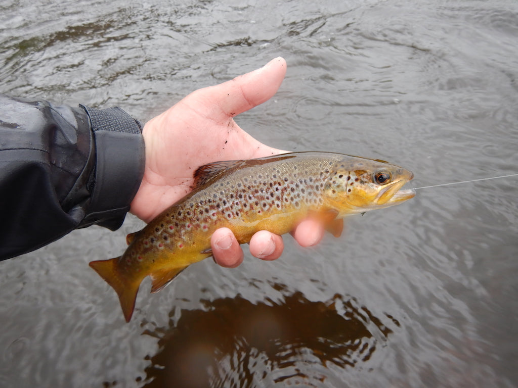 Mayfly Emerger/Cripple