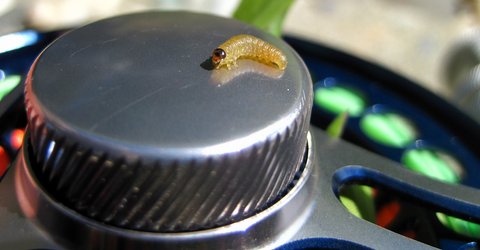 Loaded 13-Banana Fly-Willow Grub-Slim Fly Box.