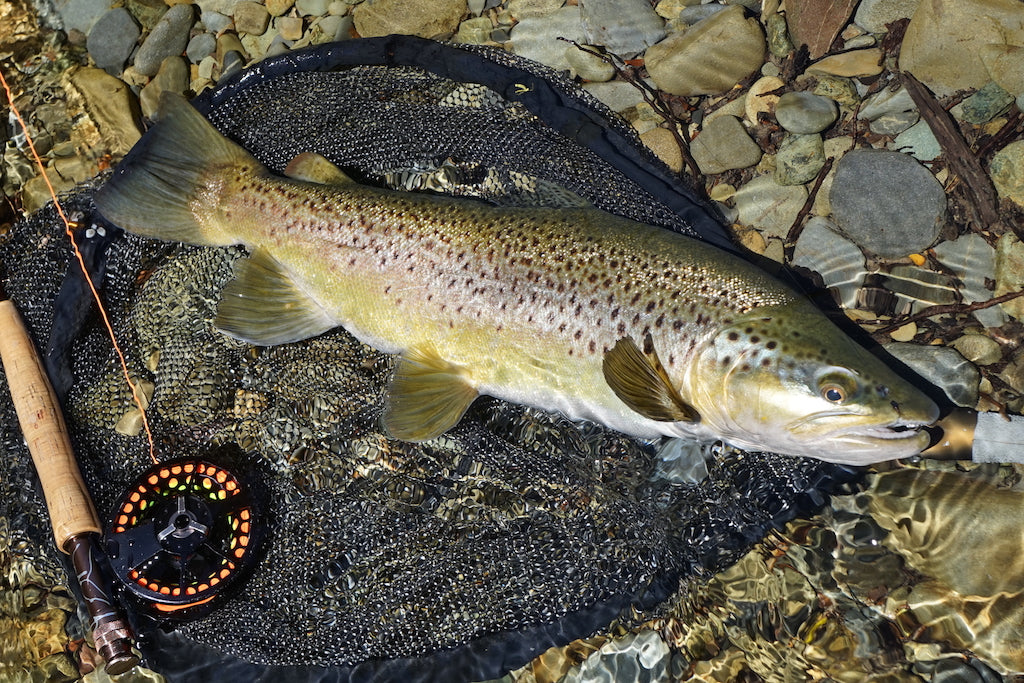 Deadly Nymph-Realistic