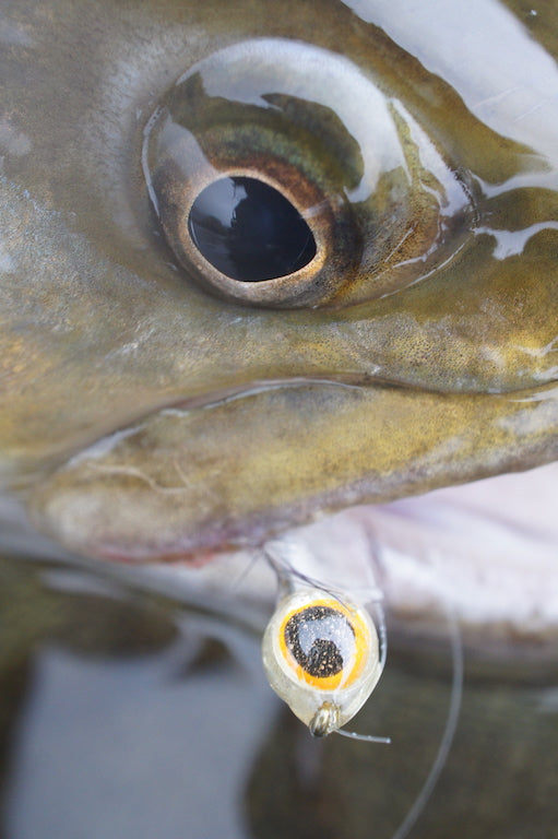 Deadly Minnow Baitfish Mix Pack's
