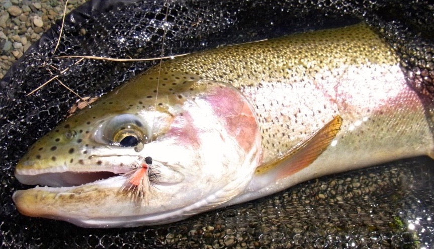 Hi-Viz Elk Hair Caddis