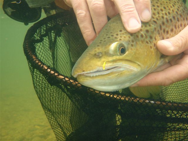 Loaded 13-Banana Fly-Willow Grub-Slim Fly Box.
