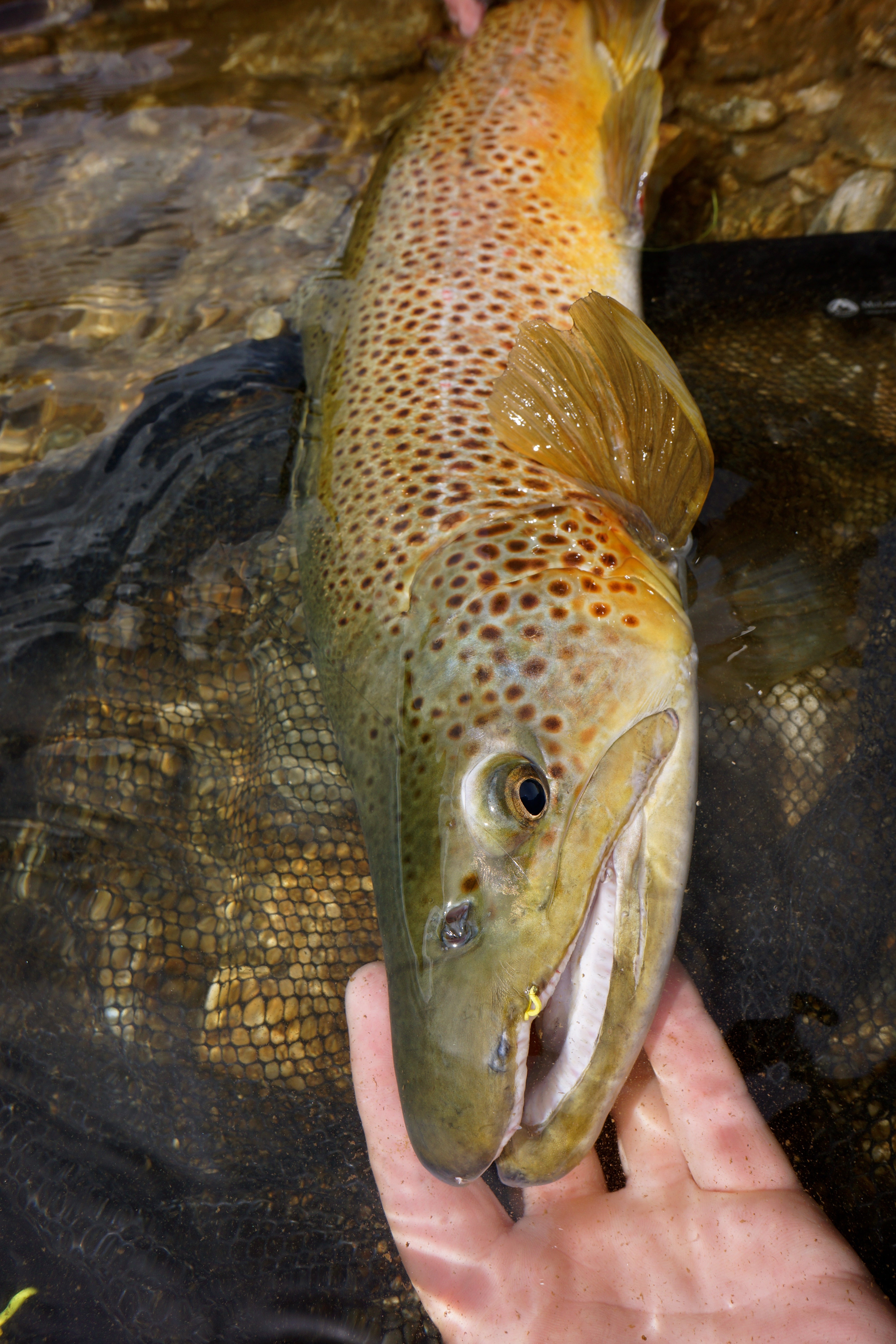 Loaded 13-Banana Fly-Willow Grub-Slim Fly Box.