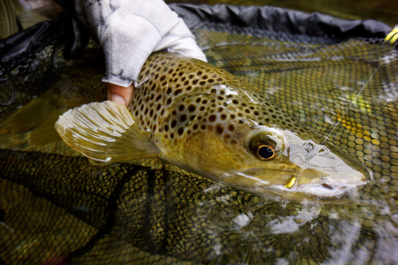 Banana Fly (Stu's Original famous-willow grub) Mix Pack's.