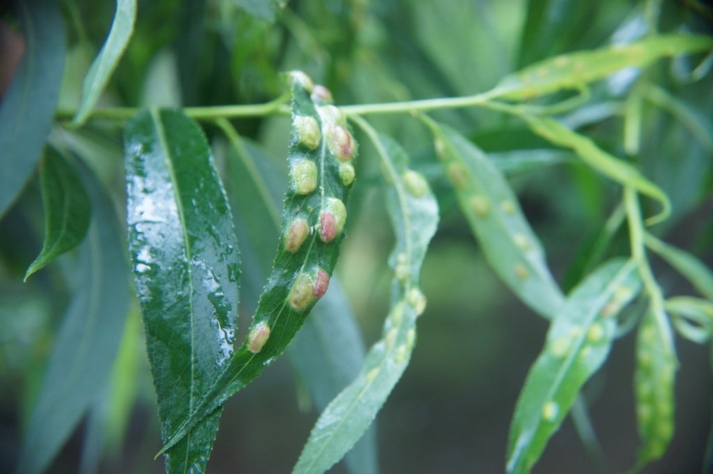 New Zealand Mix Pack's