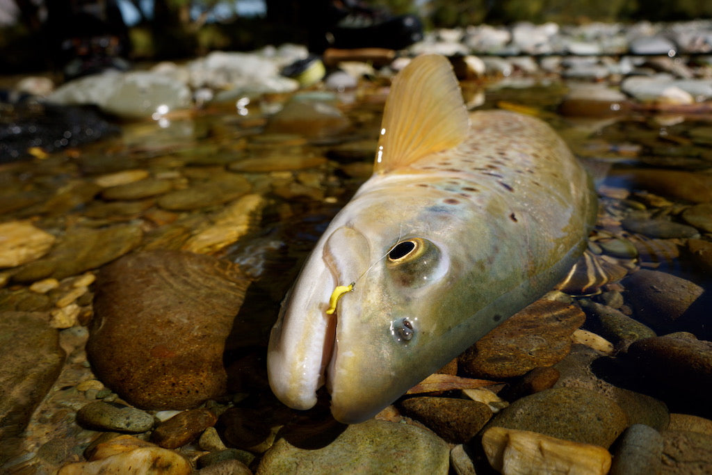 Loaded 13-Banana Fly-Willow Grub-Slim Fly Box.