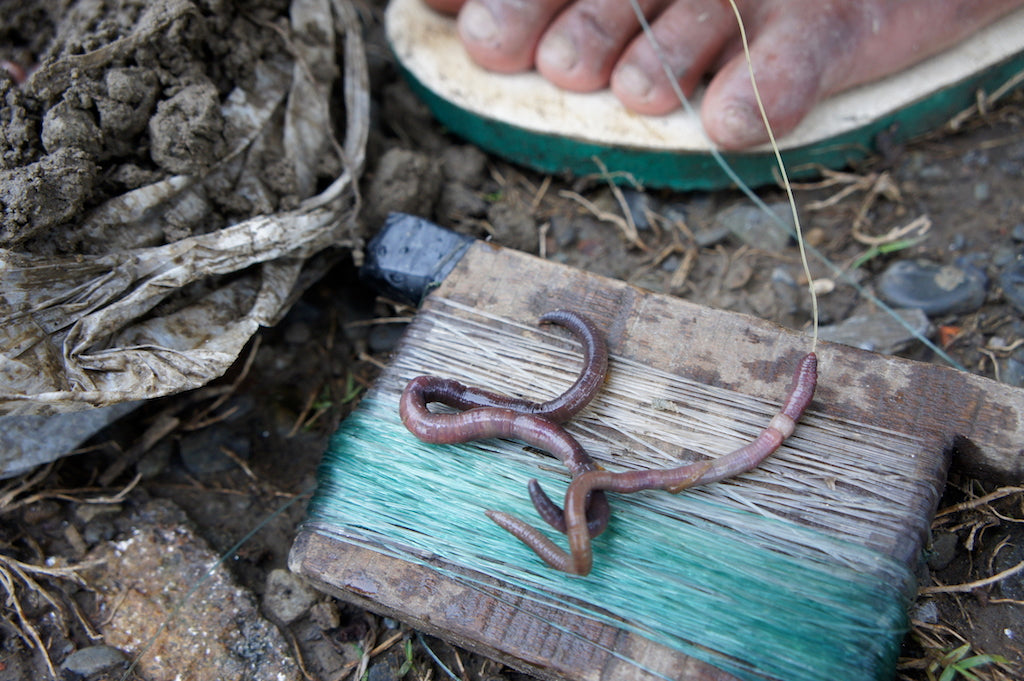 Deadly Worm