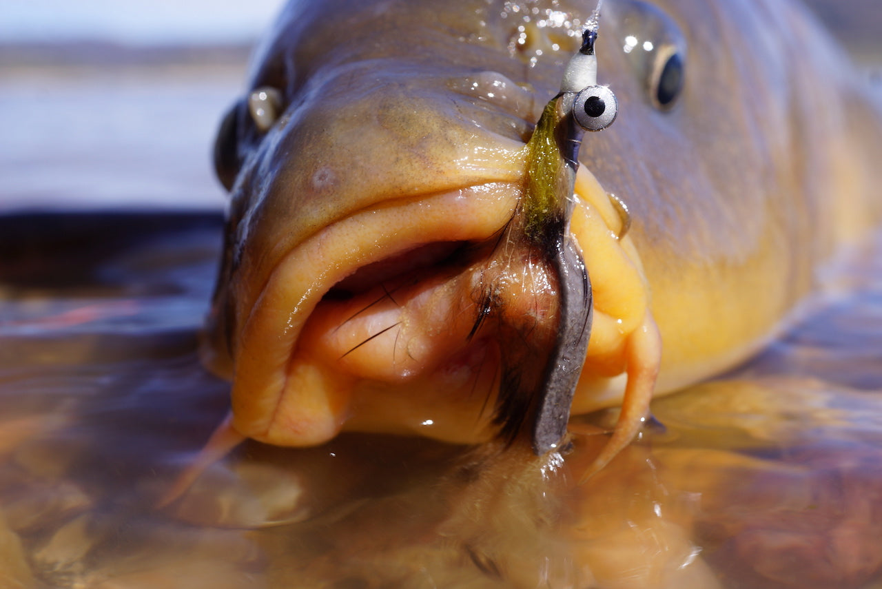 Barred Sand Shrimp