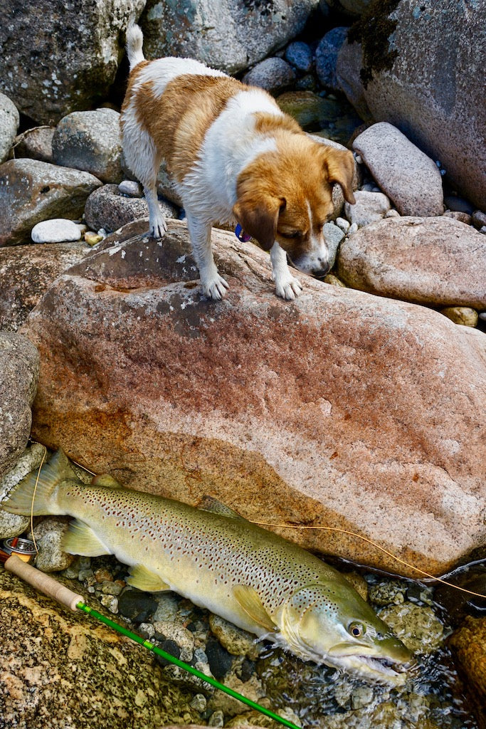 Trout Love