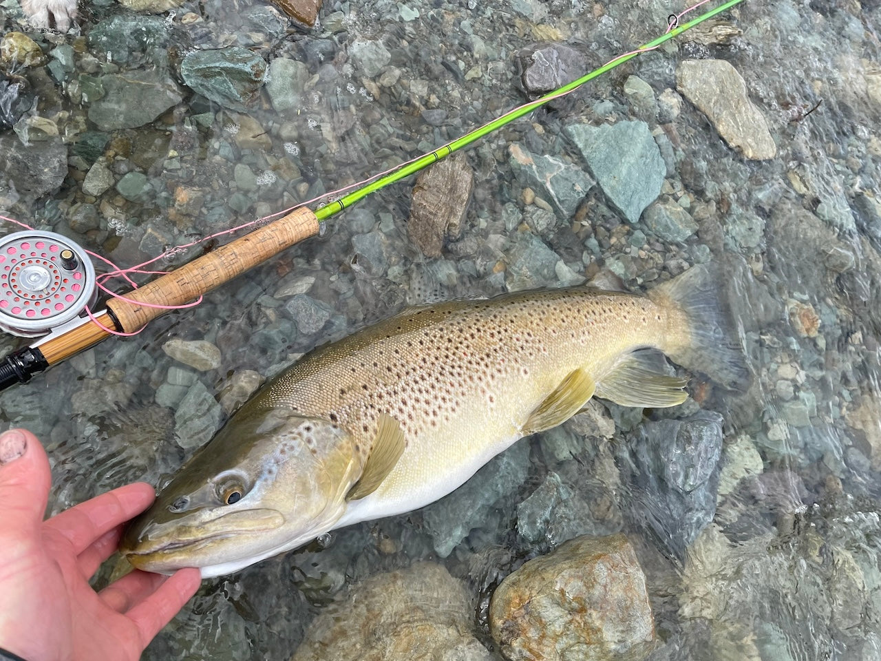 Killer Nymph-Mayfly-Nymph