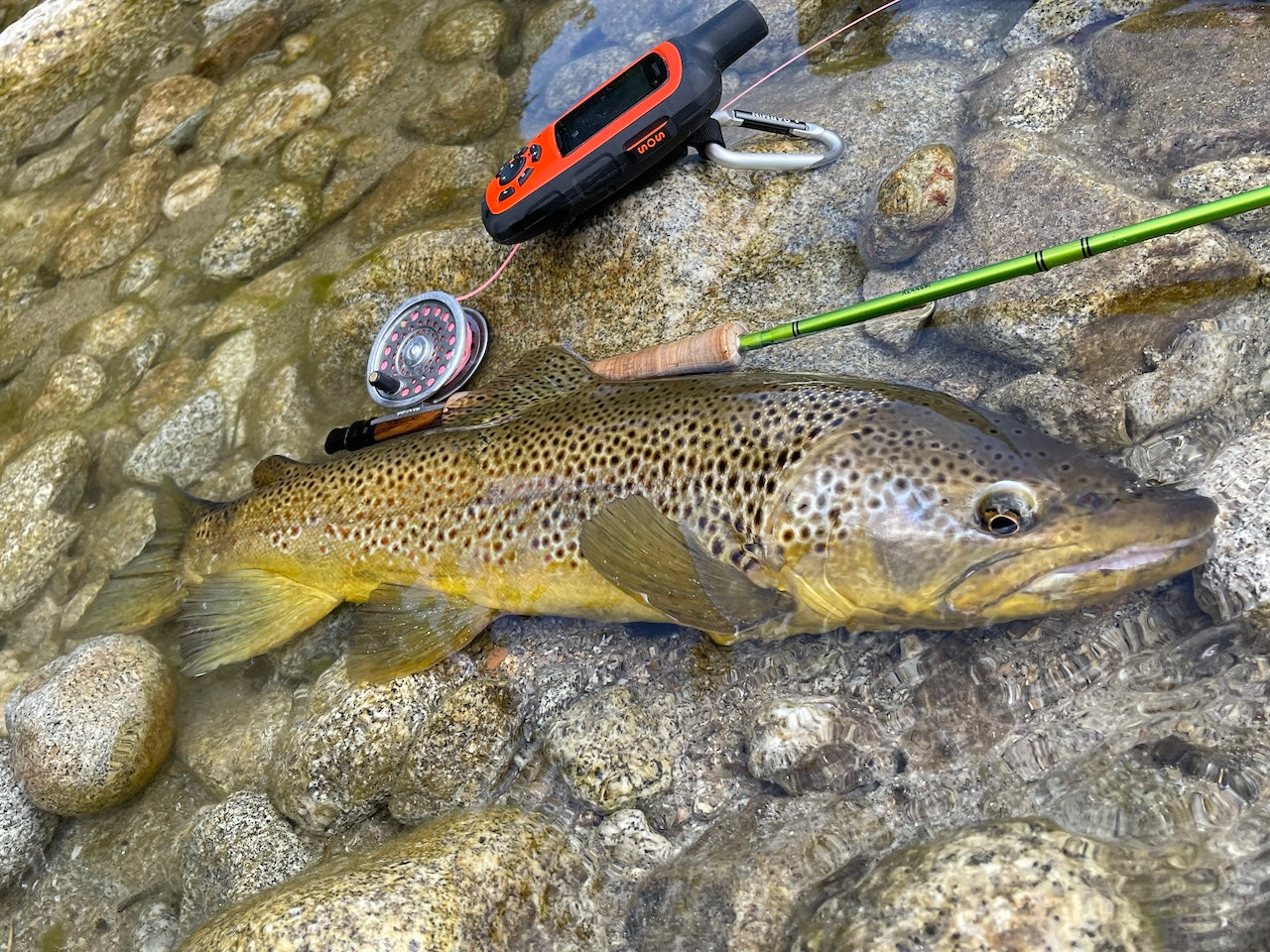 Caddis Larvae