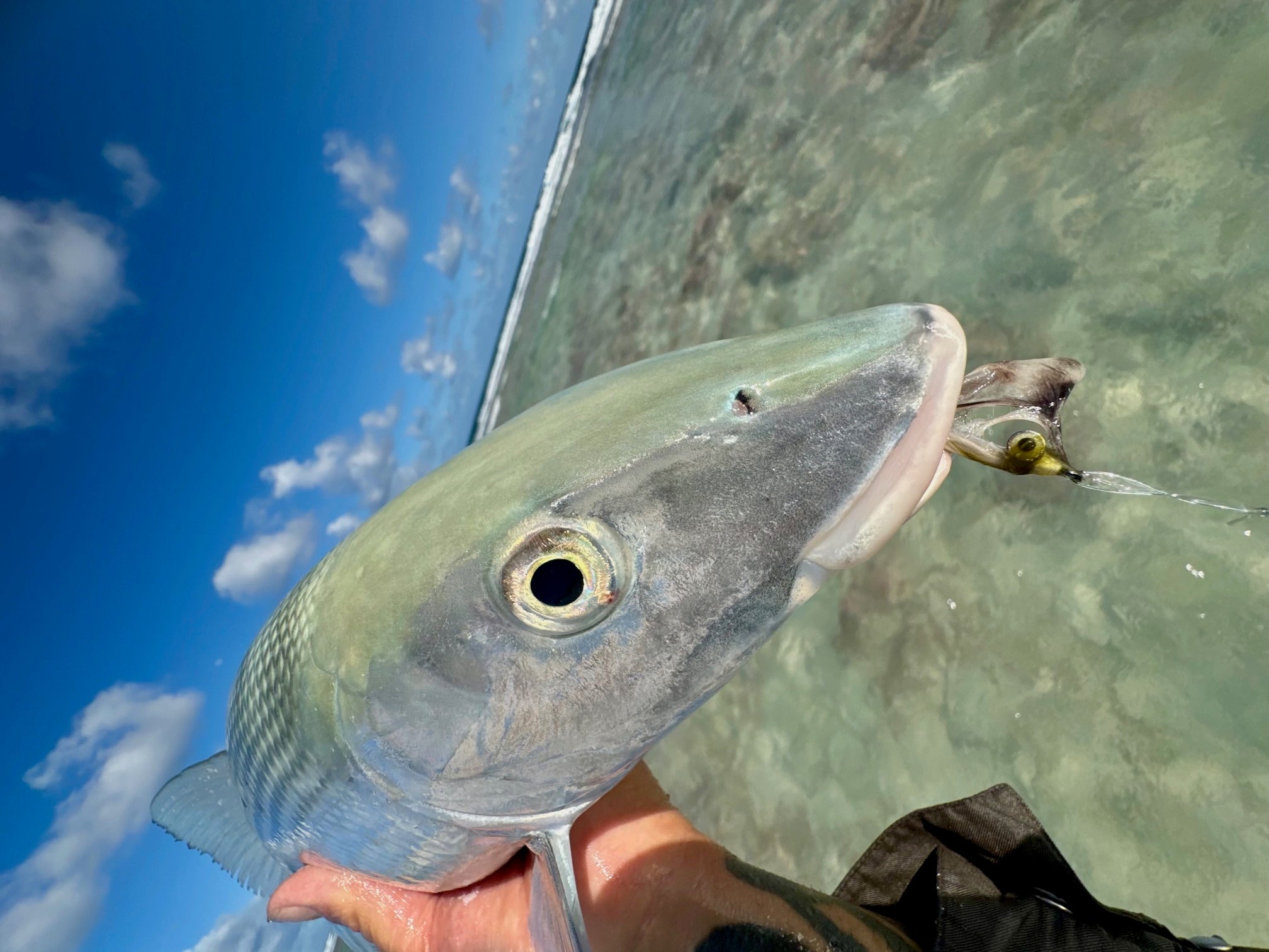 Barred Sand Shrimp