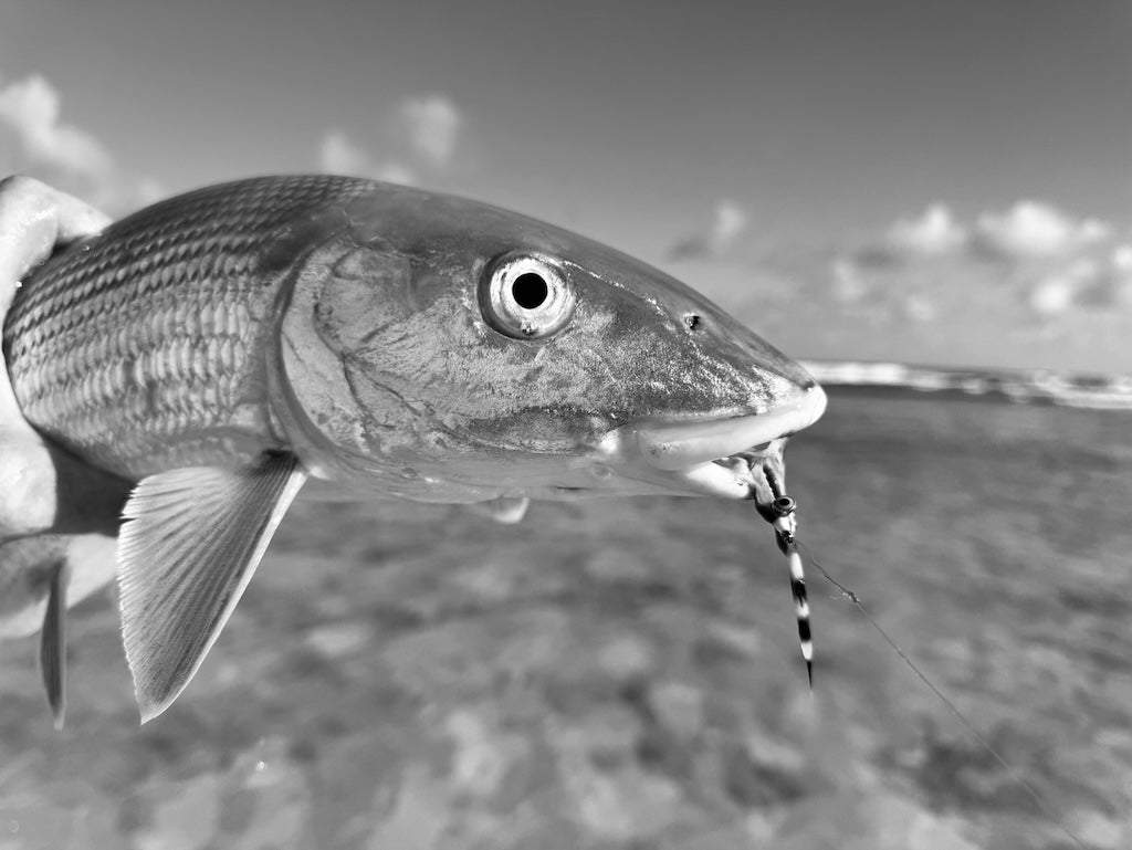 Barred Sand Shrimp