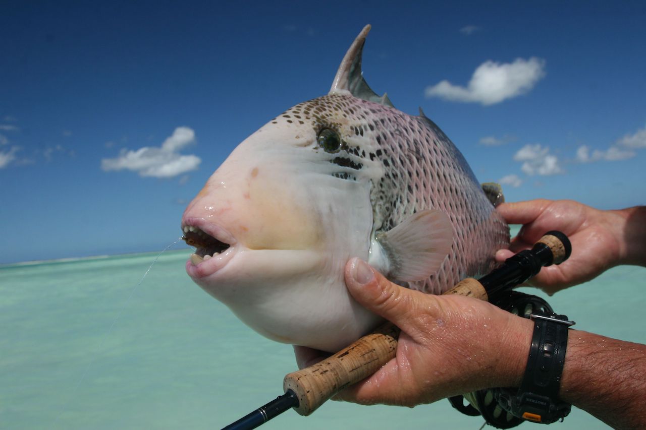 Barred Sand Shrimp