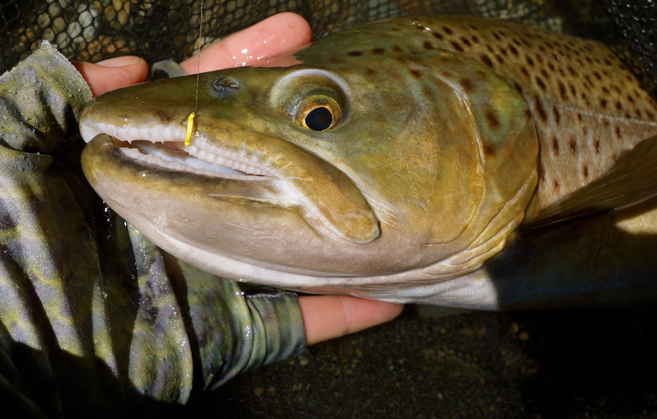 Floating Willow Grub Fly-Famous Original Banana Fly