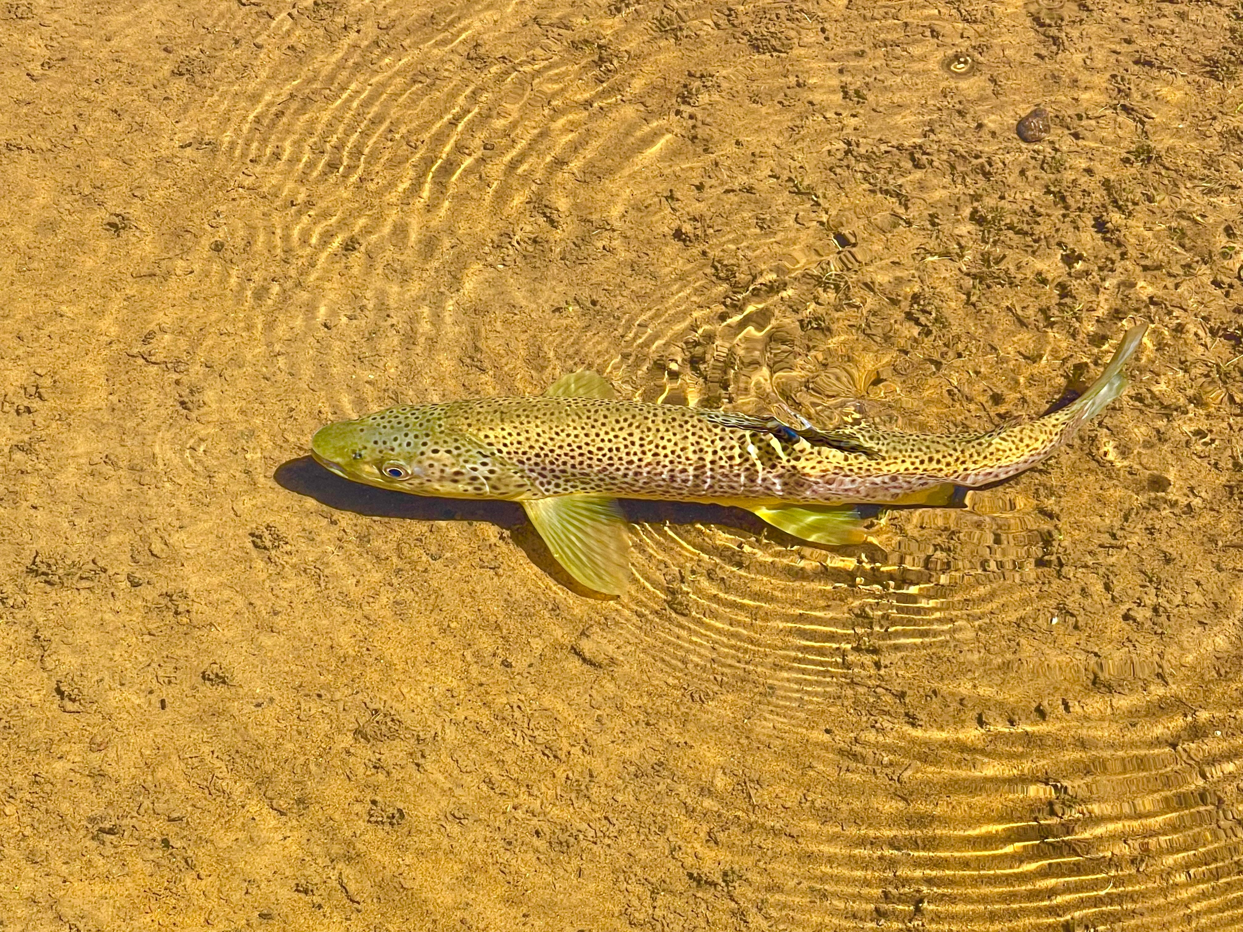 Wandering Trout