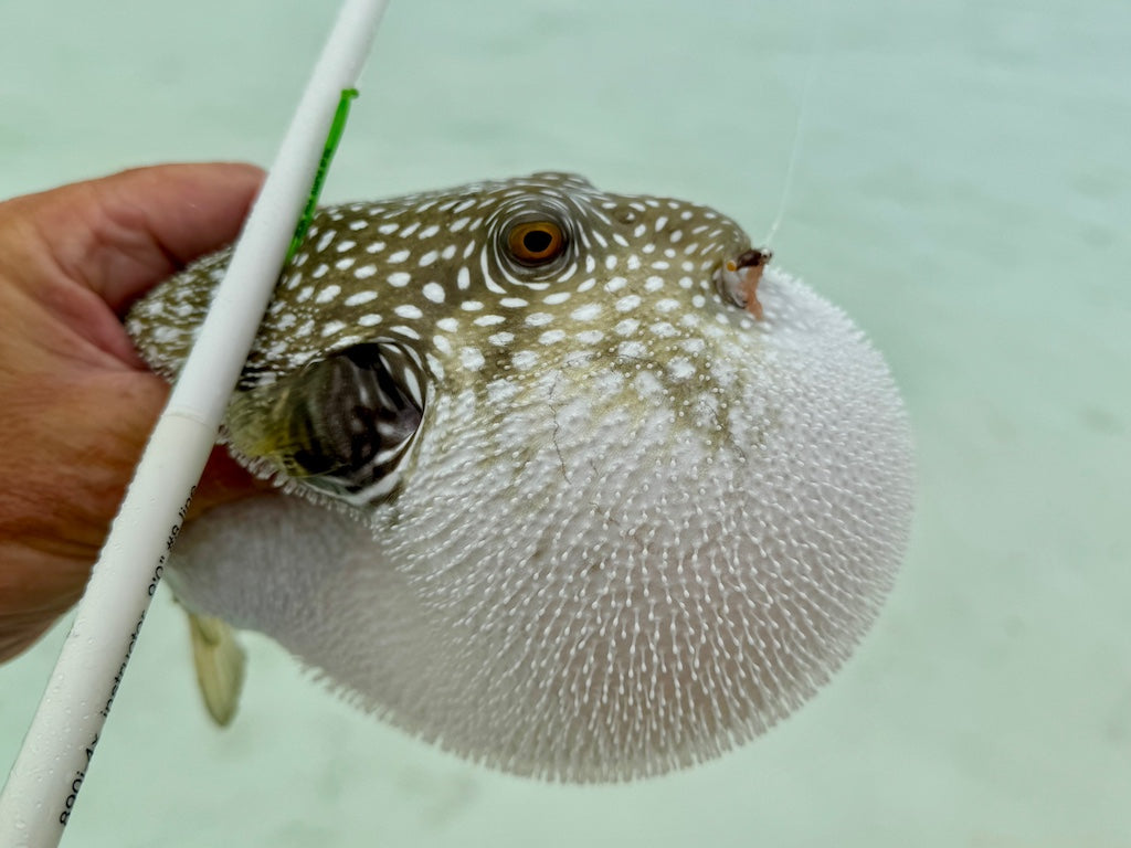 Loaded 11-Slim-Bonefish-Torpedo Shrimp-Fly Box-Mix