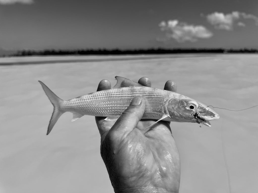 Bonefish Torpedo Shrimp Mix Pack's