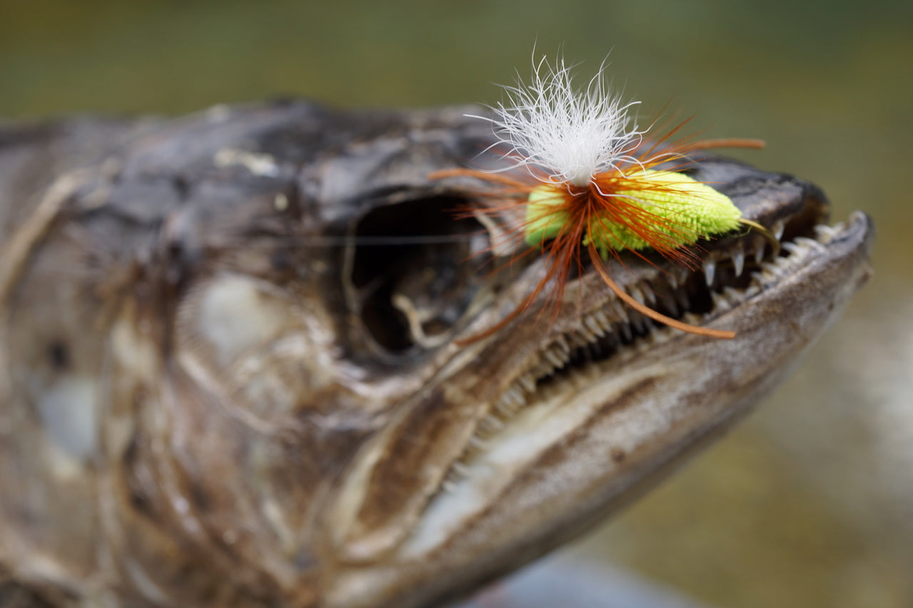 Deadly Cicada-Tan