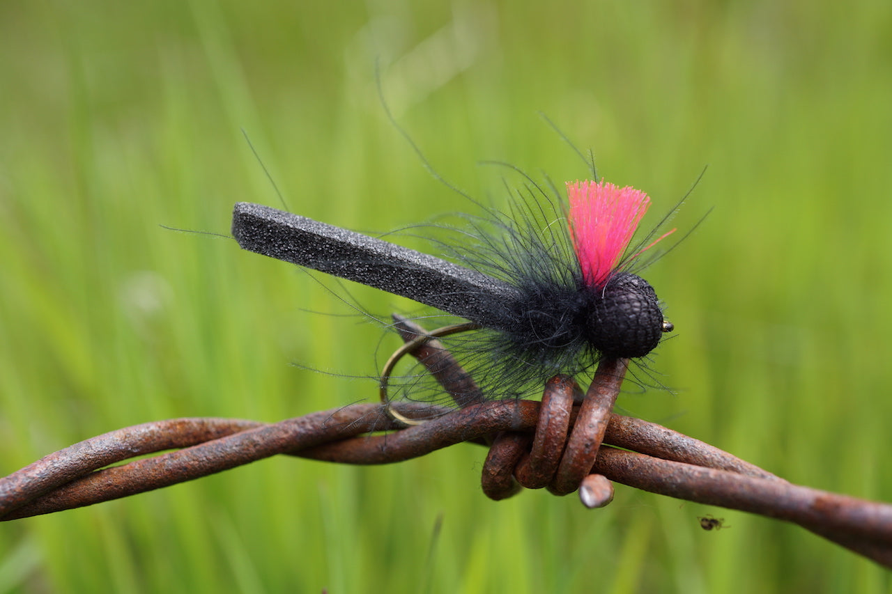 Adult Dragonfly