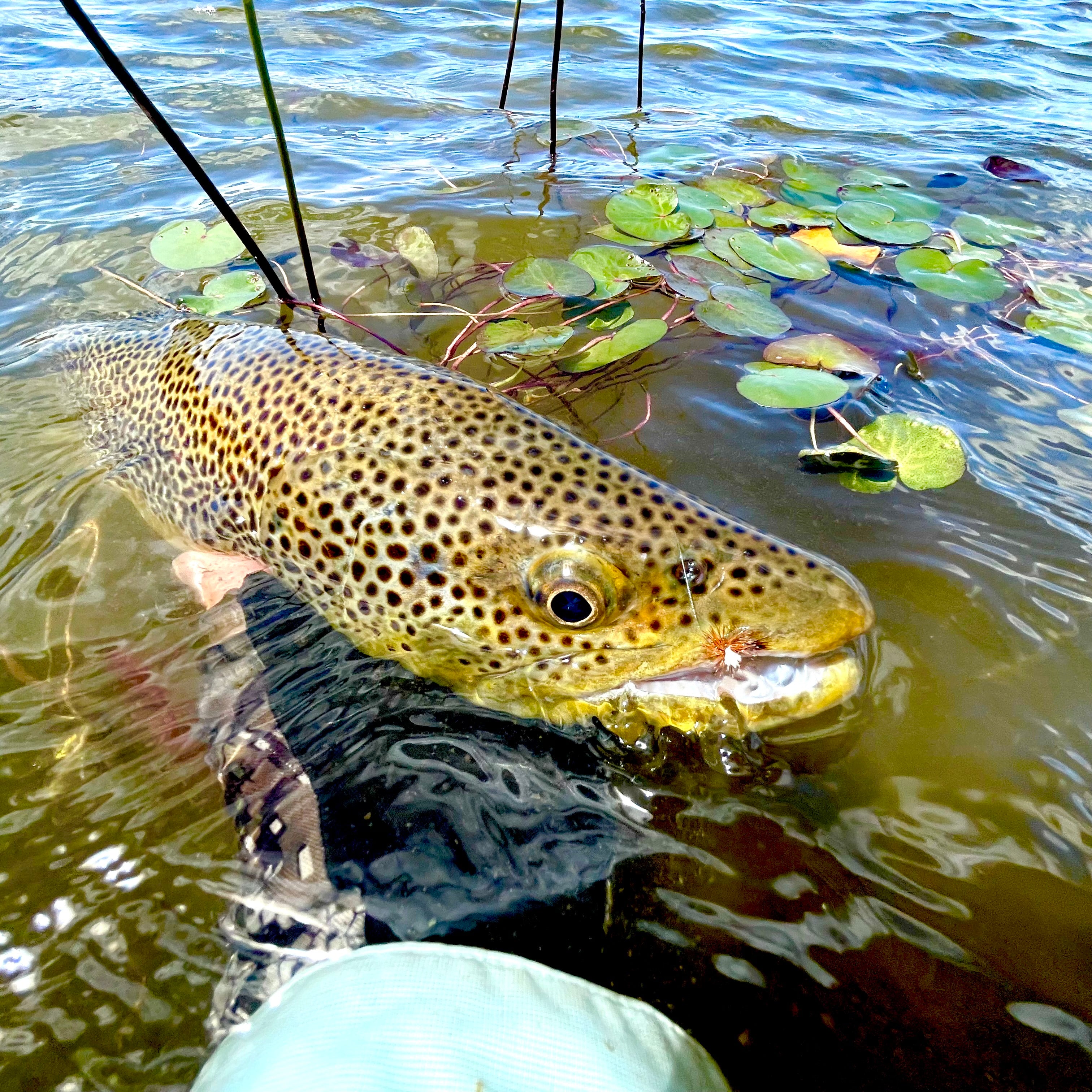 Wandering Trout