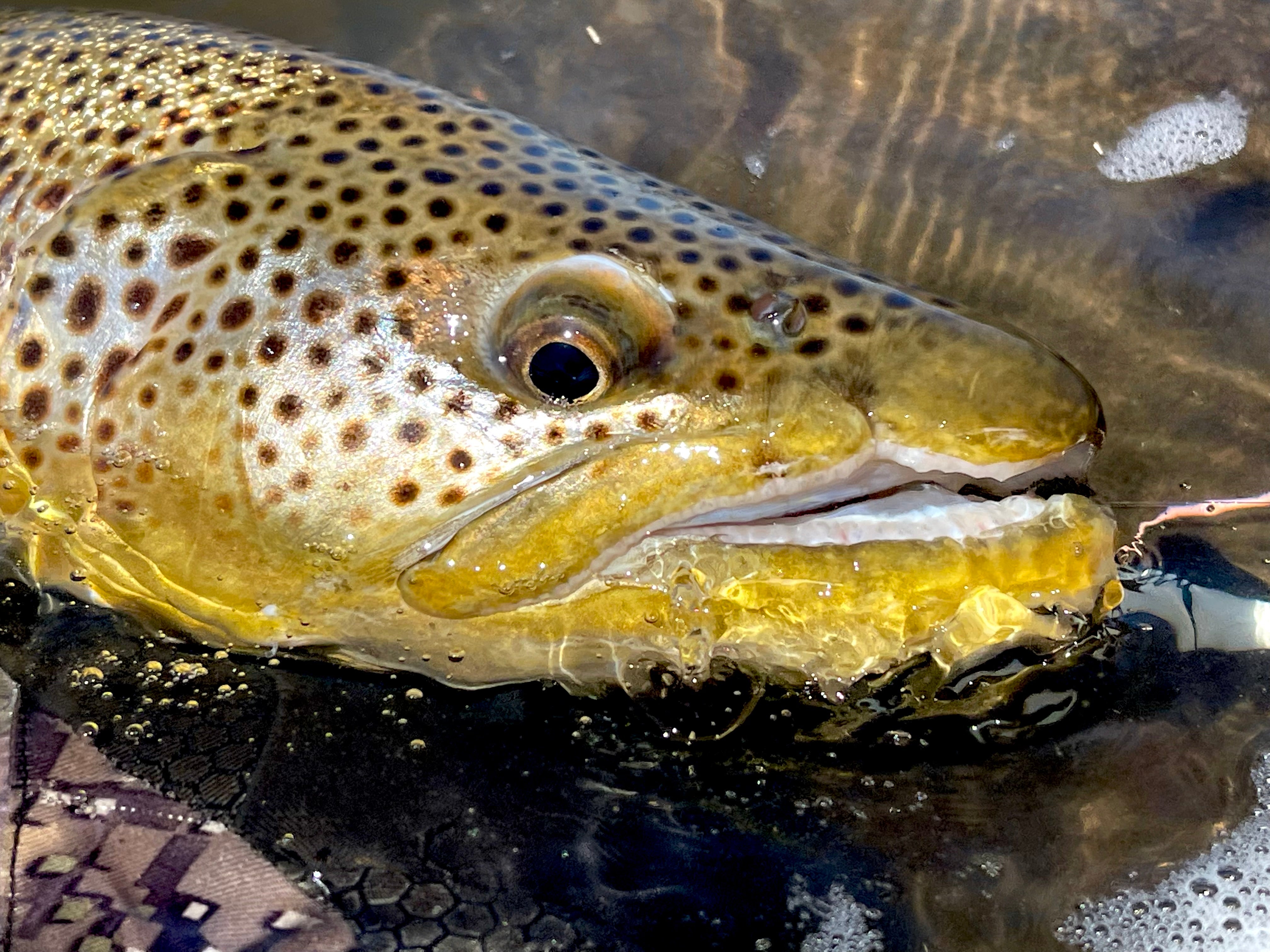 Wandering Trout