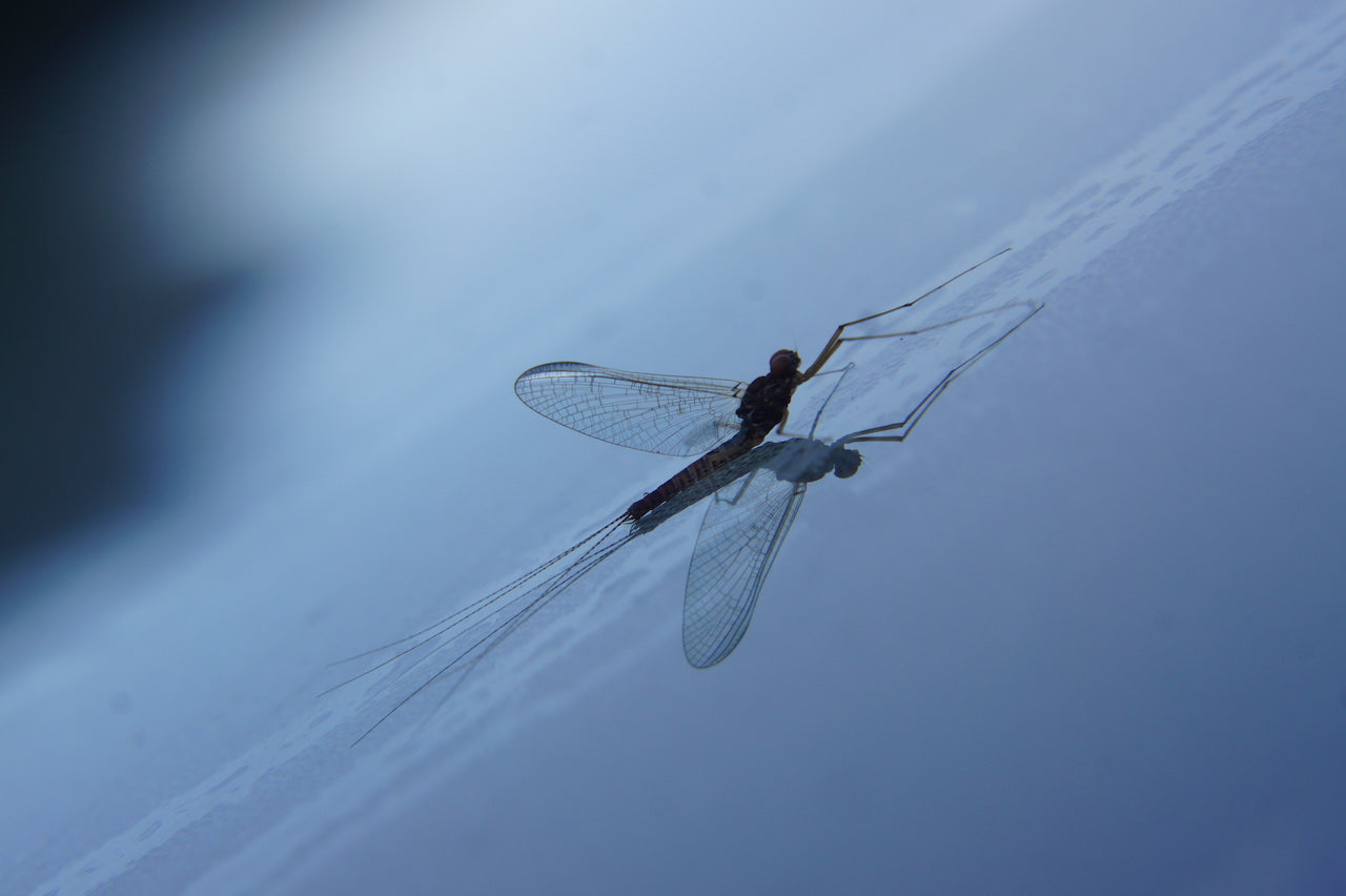 Deadly Mayfly Spent Spinner-Hi Viz