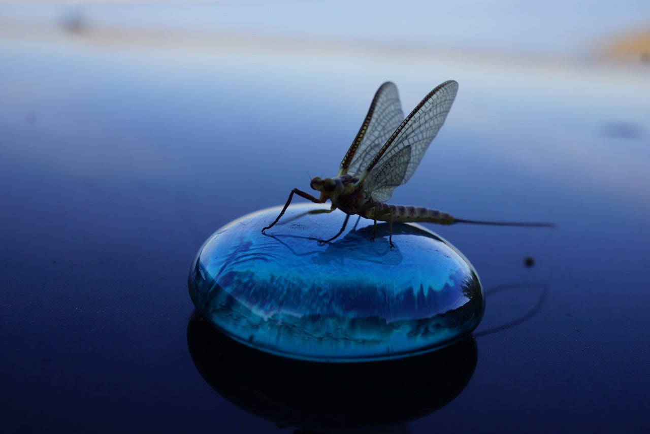 Deadly Mayfly Spent Spinner-Hi Viz