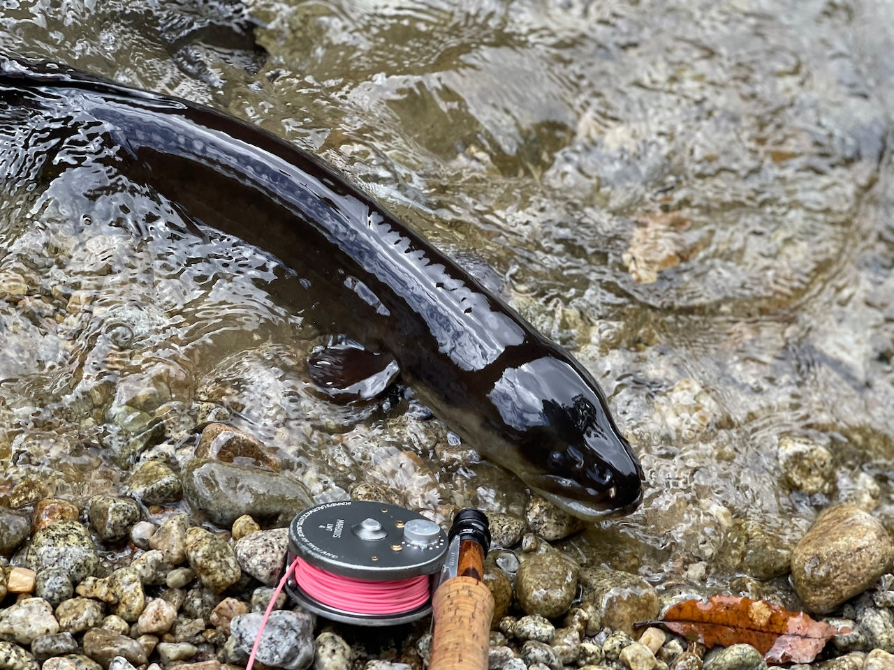 Trout Wonderland