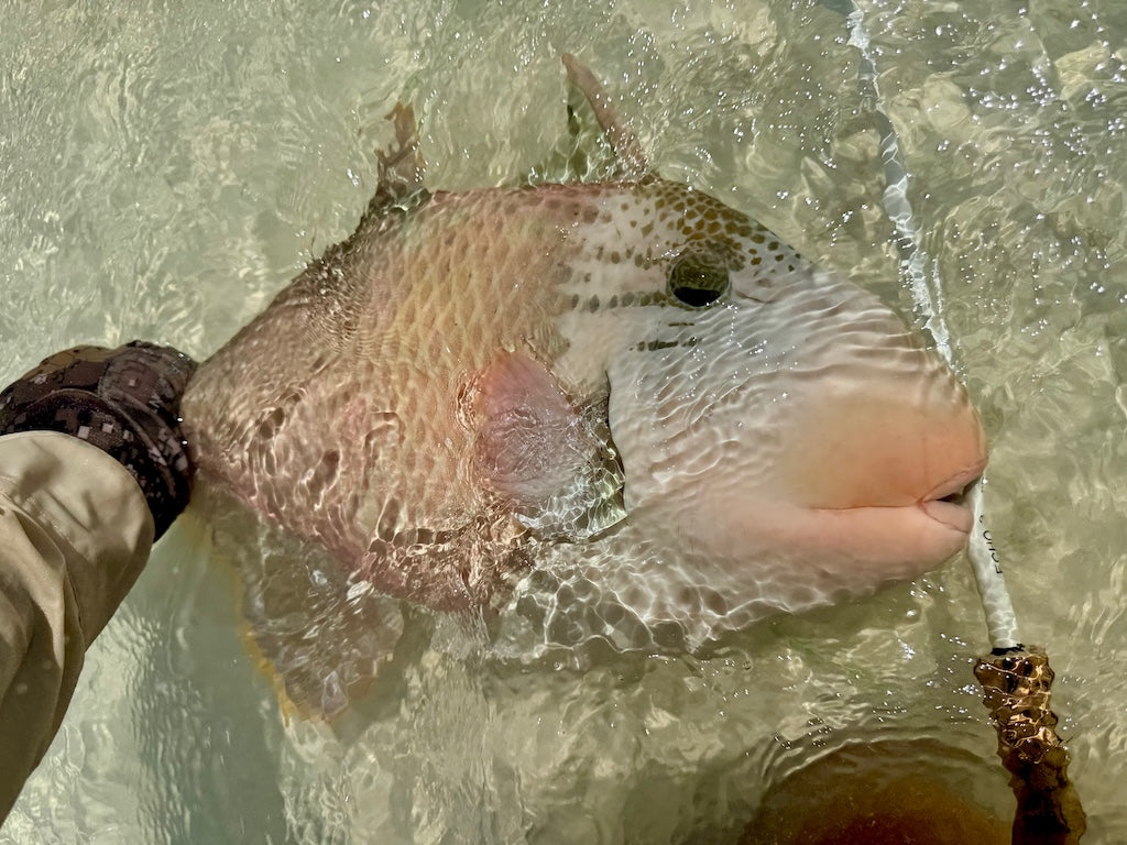 Flexi Crab - Triggerfish - Supa strong hook