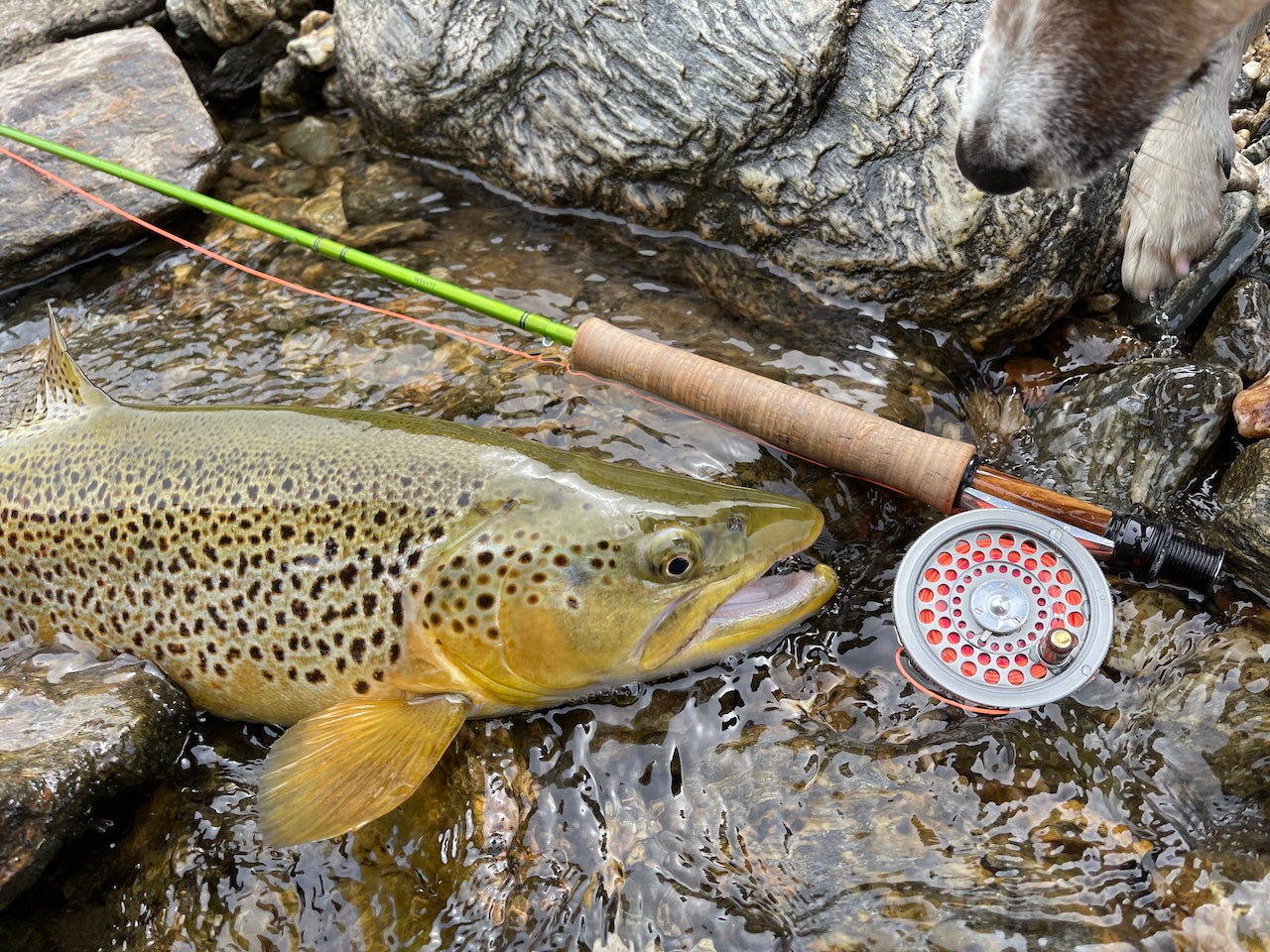 Trout Wonderland