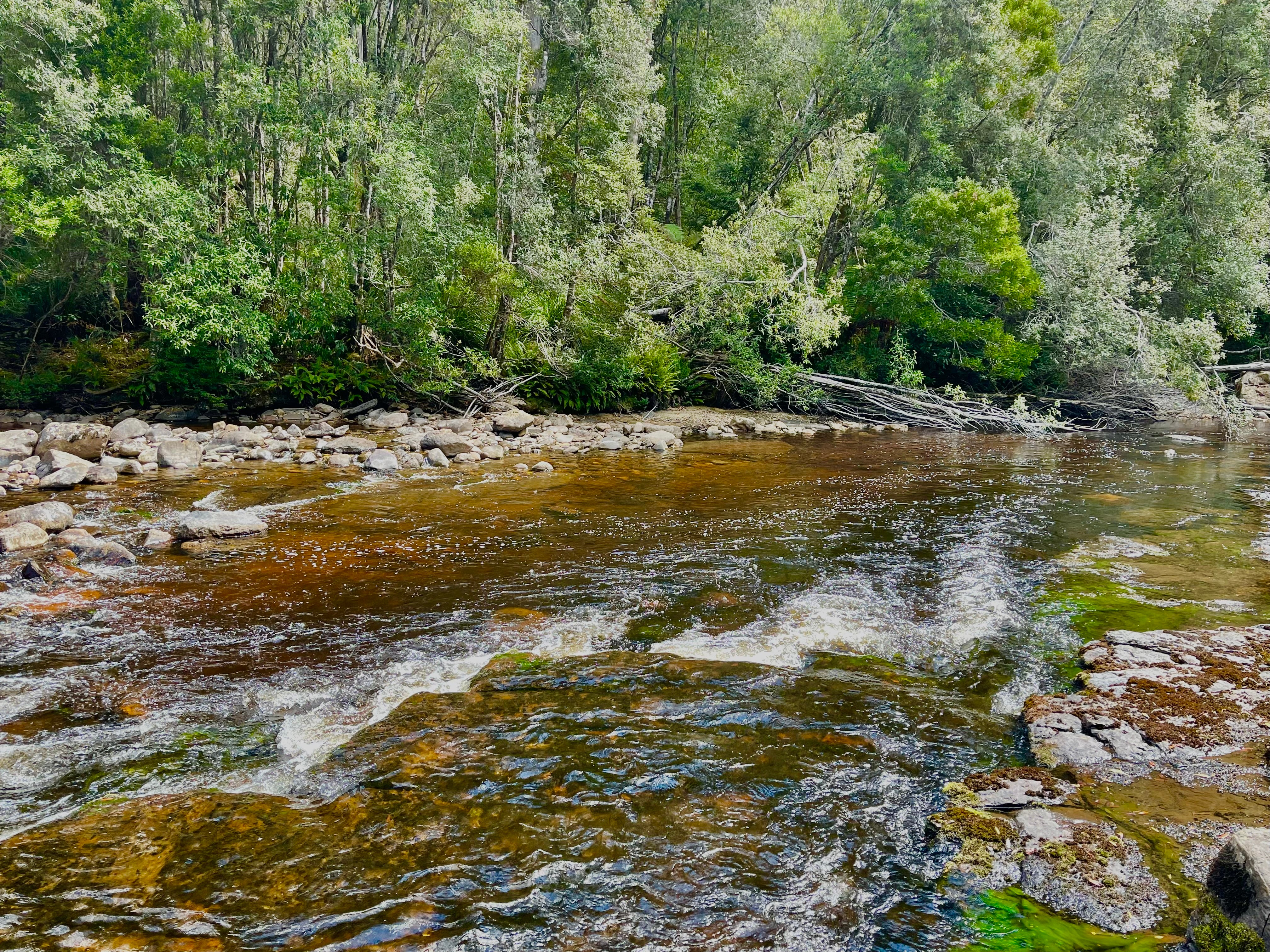 Wandering Trout