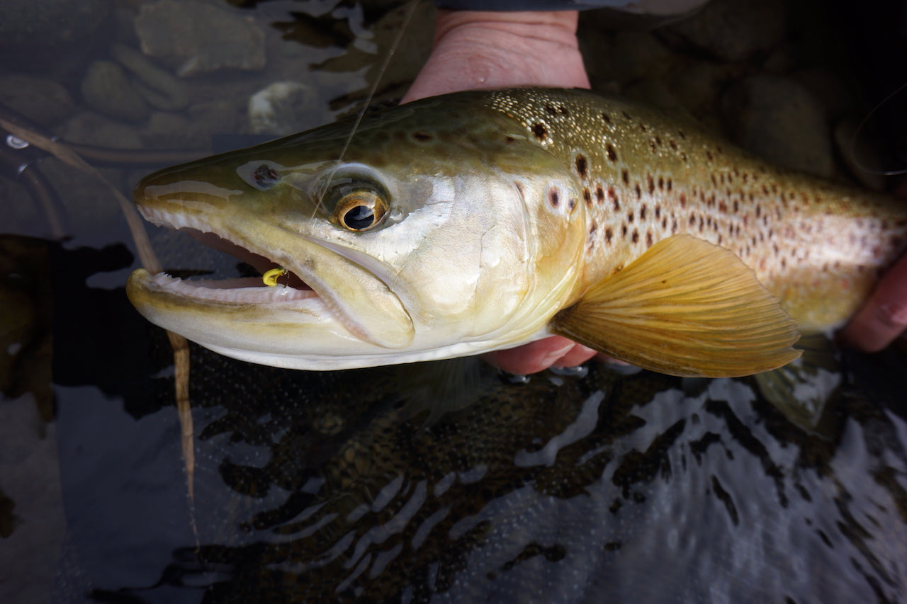 Floating Willow Grub Fly-Famous Original Banana Fly